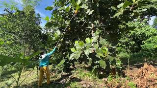 Harvesting marang