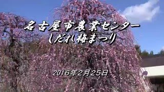 2016.02.25. 名古屋市農業センターしだれ梅まつり