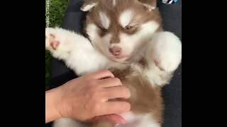The Cutest Husky Puppy You're Going To See Today