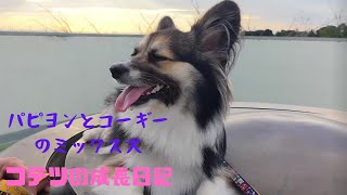 【パピヨンとコーギーのミックス犬】愛犬と公園散歩　walking in the park with my dog