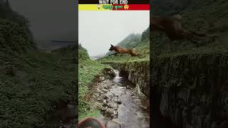 कुत्ते 🐕 🐶 ने बचाई बच्चे 👦👦 की जान सलाम है इस कुत्ते को 🙏🐶🐕❤️