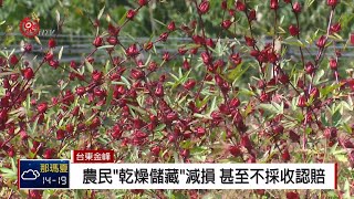 台東洛神花供銷失衡 生產過剩價腰斬 2018-12-07 IPCF-TITV 原文會 原視新聞