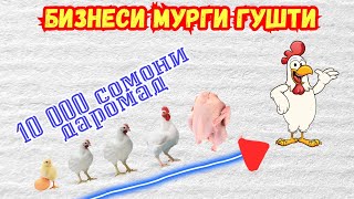 Бизнеси мурги гушти | фоида, харочот, тарзи нигахубин | Бизнес ва пул | Чашмаи умед