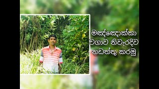 නිවැරදිව මඤ්ඤොක්කා වගාවක් නඩත්තු කරමු | How To Maintain Cassava Plantation | Siri Lak Govi Bima