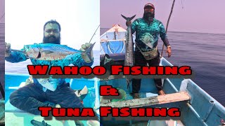 Chasing Pelagics: Wahoo and Bonito Adventures on the Trolling Boat