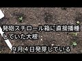 冷蔵庫で発芽（９月４日白菜の種まき）と、９月2日に種まきしていた大根の発芽