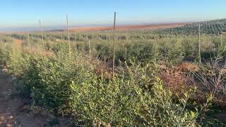 AGRITEC Ingenieros. Respuesta de olivar a daños de filomena