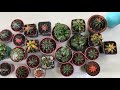 eng sub the secret to clean and shiny cacti diy gymno collection