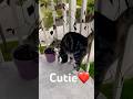 Cute cat