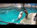 2023 03 11 ベルーガの公開トレーニング【11 00の回】@名古屋港水族館