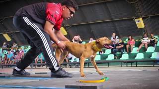 2° FUN SHOW OFICIAL DA ADBA EM BRASÍLIA