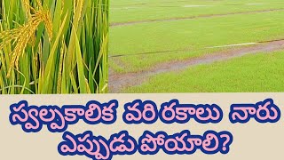 స్వల్ప కాలిక వరి రకాలు నారు ఎప్పుడు  పోయాలి/Short duration paddy varieties@ gopi agricultural