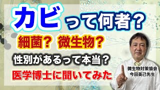 【カビの発育】人間とソックリ？！驚きの生態【アスペルギルス・カンジダ】カビの増え方など