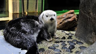 ラッコのパタちゃんのお食事タイム【海遊館】