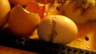 Chicks Hatching #6