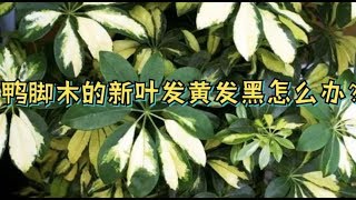 鸭脚木为什么新长的叶片发黄发黑？分析2个方面