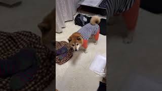 意味深⁉︎柴犬あるあるツンデレちゃん😅