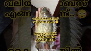 ഇത്രയും വലിയ അനാബാസിനെ കണ്ടിട്ടുണ്ടോ..😳🐠🎣#fish #fishinglife #shortvideo #viralvideo #shorts #fishing