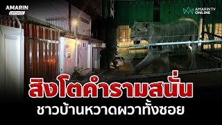 สิงโตคำรามสนั่นซอย ชาวบ้านหวาดผวาจนนอนไม่หลับ | อมรินทร์อัปเดต