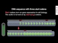 What does DNA sound like? 02 START Sequences