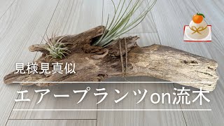 エアープランツ流木生け｛Tillandsia｝