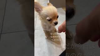 なでなで#chihuahua #dog #puppy #チワワ #子犬 #パピー