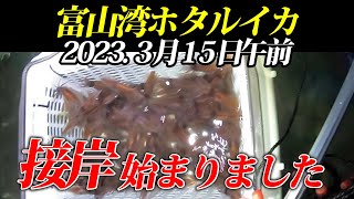 ホタルイカ調査】2023年3月15日未明、接岸始まり！