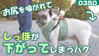 【パグのお散歩動画】お尻を嗅がれてしっぽが下がってしまった小虎 퍼그 Pug[パグログ-0350]