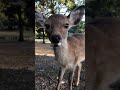 奈良公園で、冬に備えてどんぐりget作戦展開中の子鹿。🤗　 shorts 奈良の鹿 奈良公園　 deer narapark