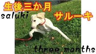 【Saluki】サルーキ幼少期動画