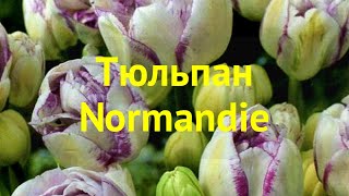 Тюльпан обыкновенный Нормандия. Краткий обзор, описание характеристик tulipa Normandie