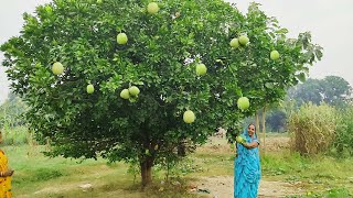 चकोतरा का जूस निकालने का आसान तरीका || Chakotara ka juce recipe ||