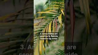 5 Unknown facts about Areca Palm | How to Care for Plants #houseplants