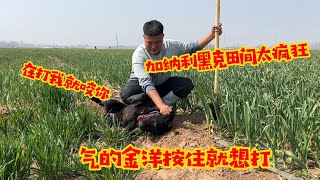 加纳利黑克田间疯狂捣乱，气的金洋按住就想打，这兴奋度一般人控制不住