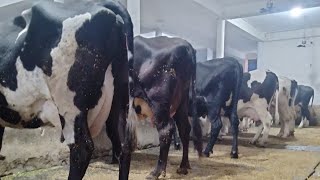 ABS,Denmark Breed || Top quality HF cow at Maratha Dairy Farm || Karnal-Haryana