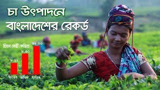 চা উৎপাদনে সব রেকর্ড ভাঙছে বাংলাদেশ !! Tea Industry ।। Sylhet ।। Bangladesh