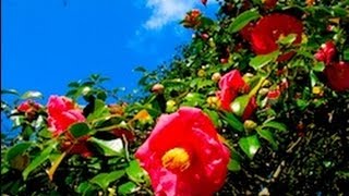 伊豆大島の椿と大島桜 Camellia in Oshima island 花の名所 大島観光 伊豆諸島 島旅 東京 伊豆七島 ヤブ椿 椿まつり フェリー ジェット船  伊豆大島観光 竹芝客船 東海汽船