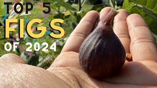 Top 5 Fig Tree Varieties of 2024: Our BEST Figs of the Year for Zone 6