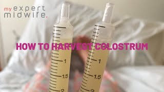 My Expert Midwife - How To Harvest Colostrum