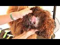 Royal Diamond Labradoodles, Cleaning & Flushing the Ears.mov