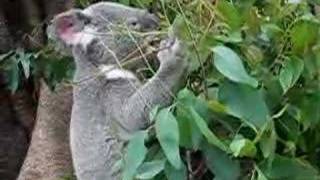 Koala 無尾熊吃尤加利葉