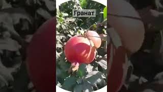 вот так растёт гранаты в Узбекистане    #varganza anorlari#