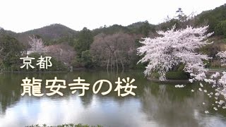 京都　「龍安寺の桜」