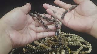 Tasbih oud sholib