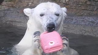 しろくまピース真冬の元気いっぱいプール遊び♪とべ動物園にて