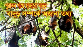 বাদুড় সম্পর্কে অজানা তথ্য, যা জানলে হয়ত আপনিও অবাগ হবেন । প্রজন্নন সহ জানুন সকল তথ্য । Rakhal Bondhu