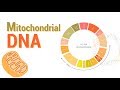 Mitochondrial DNA | mtDNA | All Mitochondrial genes detail