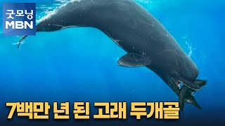 [굿모닝월드] 7백만 년 된 고래 두개골 [굿모닝 MBN]