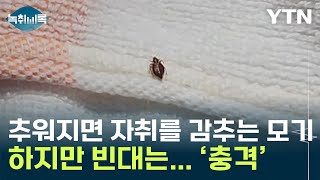 모기는 추워지면 자취를 감추는데...빈대는 어떻게 될까? [Y녹취록]  / YTN