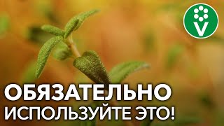 Добавьте ЭТО РАСТЕНИЕ к любому фунгициду и усильте его действие в 5 раз!